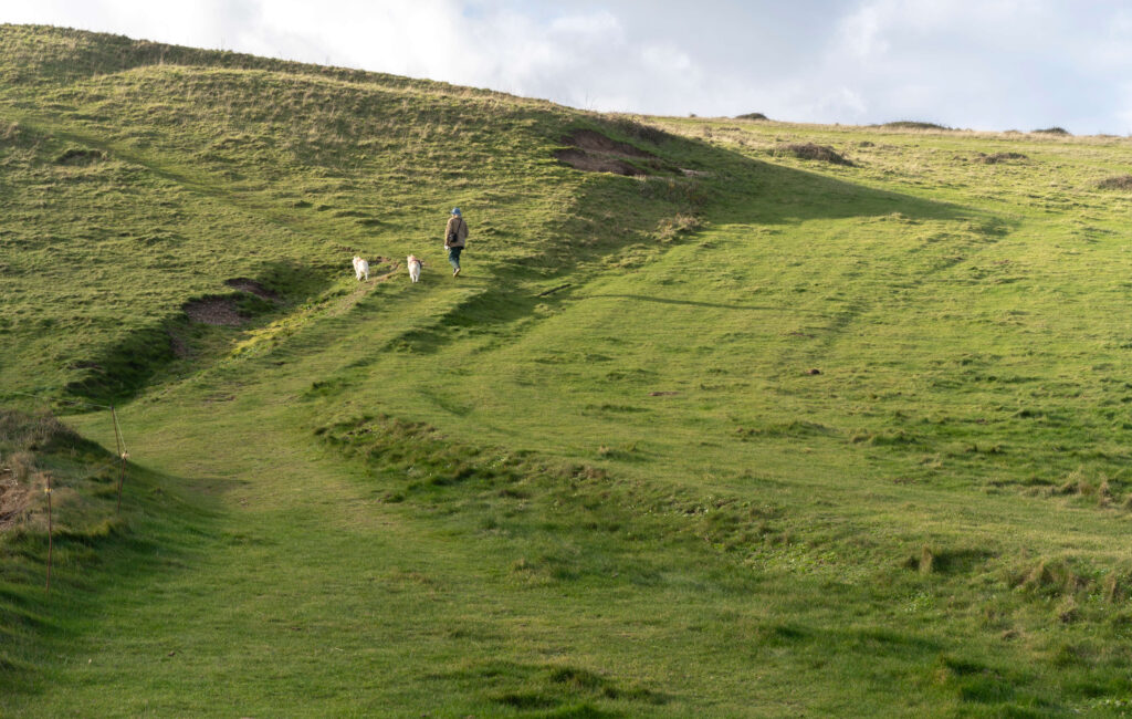 a man walking two dogs over the green hills in Autumn by an isle of wight photographer